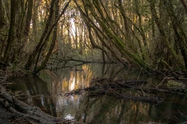 Bosque de las Sombras