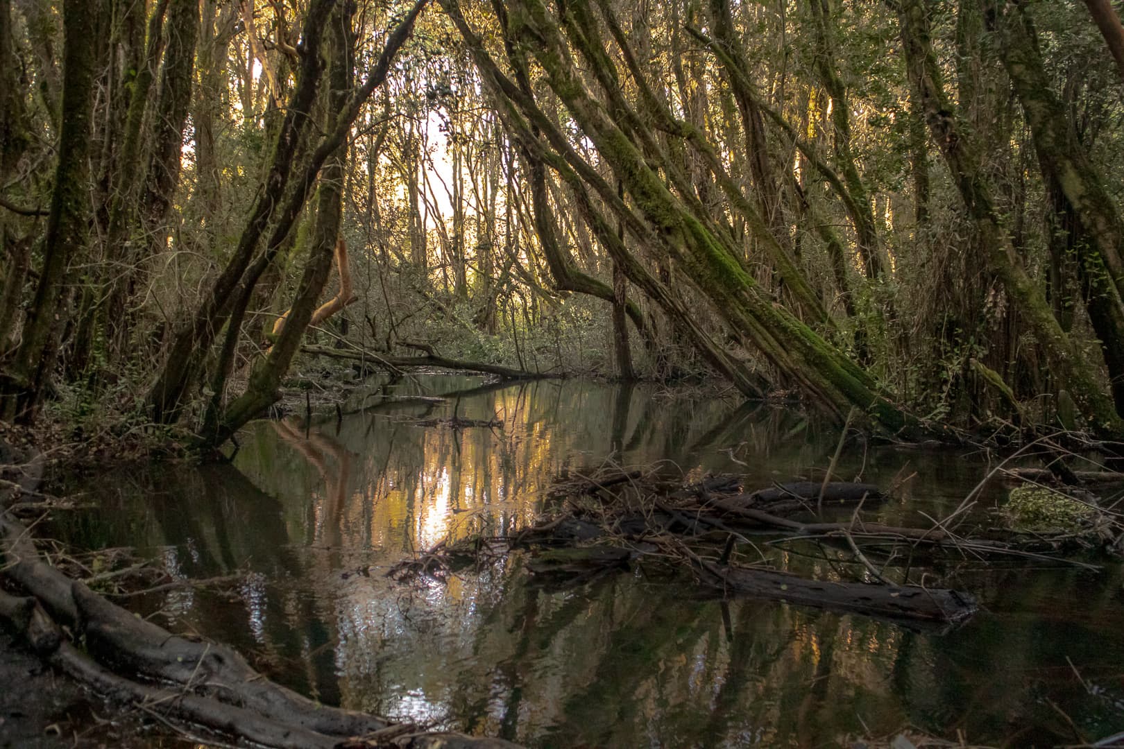 Bosque de las Sombras